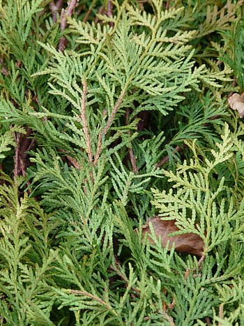 thuja, thuja lebensbaum, Thuja, thuja lebensbaum, thuja occidentalis, western thuja, ordinary thuja, tree of life, pflane, cypress under glass, cupressaceae, pine like