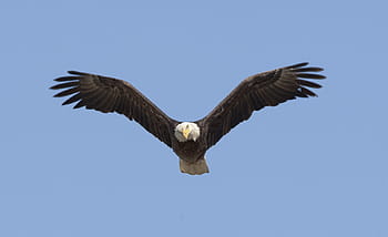 eagle, flying, blue, sky, soaring, bird, raptor, flight, wild, wildlife, nature