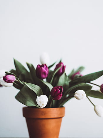 selektivní, zaostřovací fotografie, růžový, bílý, Tulipán květy, květ, hrnec, tulipán, Příroda, kytice, dekorace