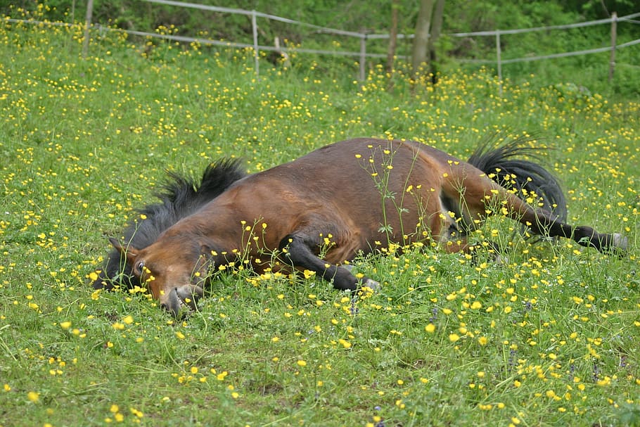 馬、 アイスランド人、 ポニー、 草、 アイスランド馬、 アイスランドポニー、 自然、 風景、 小さな馬、 牧草地、 残り