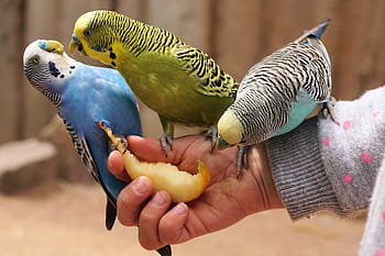 budgerigars, πουλί, ζώο, νομοσχέδιο, φαγητό, ζωικού κόσμου, μικρό παπαγάλος παπαγάλος, κίτρινος, κάστρο Σαμπάργκουργ, ΖΩΟΛΟΓΙΚΟΣ ΚΗΠΟΣ, zoo sababurg