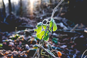 selektivní, zaměření fotografie, zelená, listoval, rostlina, list, Příroda, vinice, slunečního světla, venkovní, rozmazat