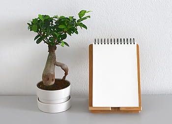 brown, green, potted, plant, leaf, growth, nature, pot, houseplant, root, earth