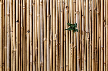 green, leaf, brown, wooden, bamboos, green leaf, bamboo, barrier, screen fence, desktop, texture