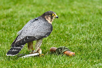 Raubvogel, Falke, Wanderfan, Vogel, Raubtier, Natur, Tierwelt, Jäger, Schnabel, Gefieder, Grün