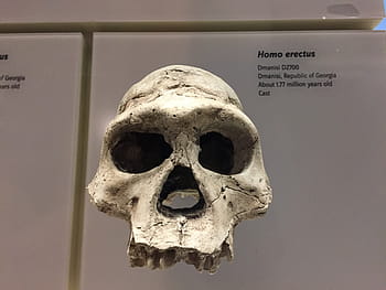 homo erectus, skull, ancestor, smithsonian, evolution, human skeleton, human bone, human skull, human body part, spooky, close-up