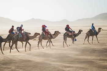people, riding, donkeys, desert land, camel, desert, convoy, sand, sand Dune, camel Train, dromedary Camel