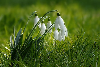 white petaled flowers, nature, plant, snowdrop, galanthus, white, closed, short, harbinger of spring, tender, beautiful