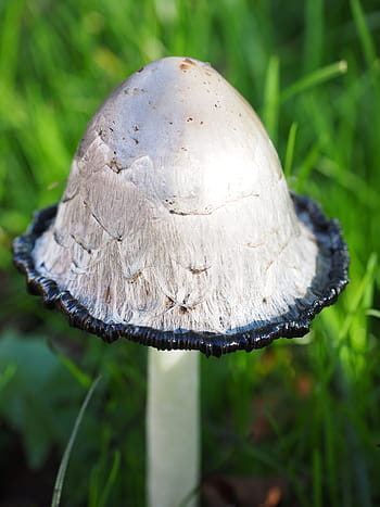 schopf, houba, comatus, schopf comatus, coprinus comatus, chřest houba, porcelánový komatus, tintenpilz, tintenschopfling, druhů hub, relativní relativní