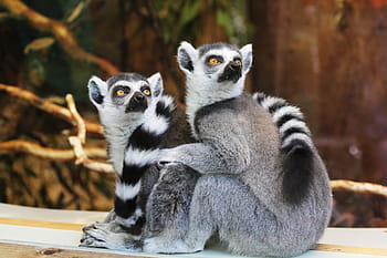 2、 灰色、 ショートコート動物、 座って、 茶色、 小枝、 動物、 キツネザル、 野生、 自然、 野生動物