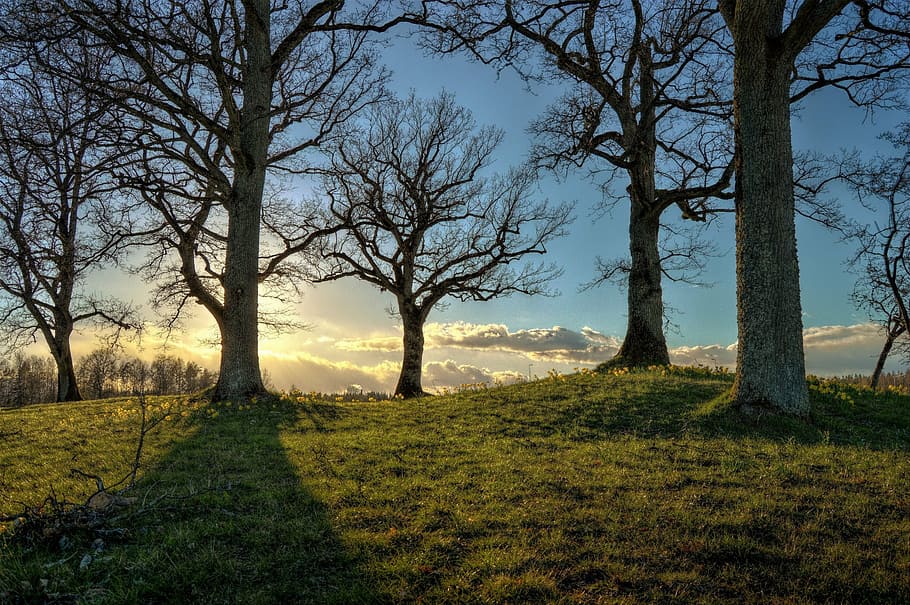 stand, trees, daytime, hdr, sweden, tree, sunlight, solar, sunset, blue, green