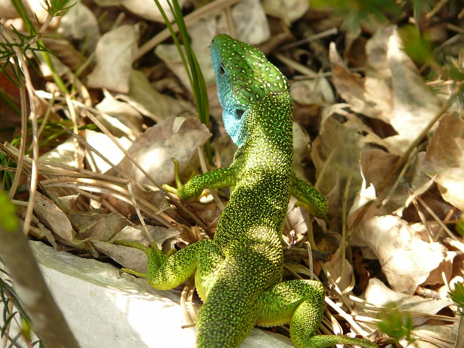 szmaragdowa jaszczurka, jaszczurka, gad, zwierzę, fauna, kreatura, Natura, świat zwierząt