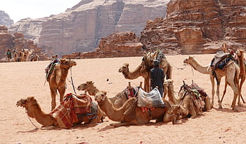 Jordán, wadi rum, poušť, písek, vádí, velbloud, obytný vůz, krajina, pouštní loď, velbloudi