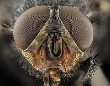 micro, photography, fly, eyes, macro, blue bottle fly, blowfly, insect, close up, head, front