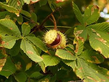kastanje, kastanjeboom, boom, tak, bladeren, kastanje bladeren, stekelig, barsten, fruit, zaden, fabriek