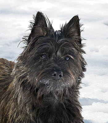 dog, animal, portrait, mammal, pet, canine, purebred, terrier, cairn terrier