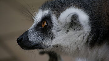 lemure, animale, avvicinamento, natura, primate, occhi, pelliccia, all'aperto, ritratto, lemure dalla coda ad anelli