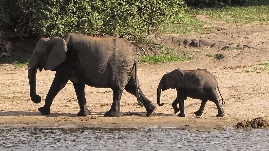 slon, následoval, slon dítě, dítě, slon rodina, botswana, chobe, mladý slon, sloní mládě, vodní slon, řeka