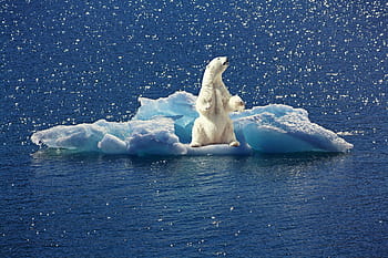 polar, bear, ice, polar bear, iceberg, ice floe, north pole, climate change, animal, climate, climate warming