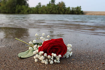 rose, red, beach