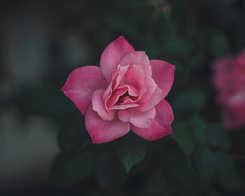 pink, petaled flowers, close, view, petal, flower, plant, blur, green, leaf, nature