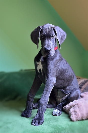 black, white, great, dane puppy, sitting, brown, textile, dog, dog breed, large, puppy