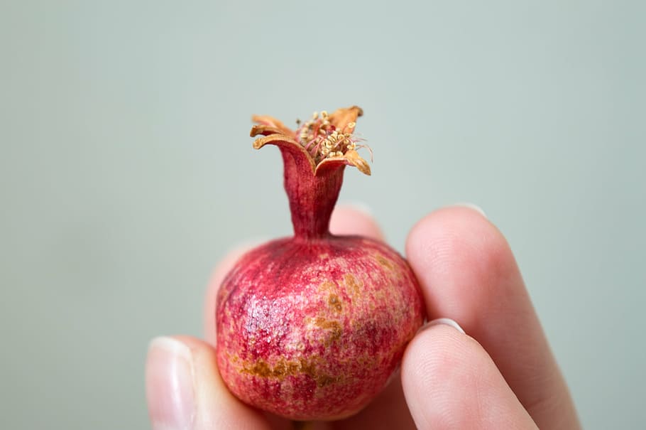 dwarf pomegranate, pomegranate, fruit, punica granatum var, nana, dwarf pomegranate fruit, grenades in hand, small grenades, autumn, harvest, red