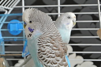 πουλιά, budgerigars, των ζώων, φτερό, παπαγάλοι, τα κατοικίδια ζώα, μαζί, μπλε, ζωικού κόσμου, φτερά, νομοσχέδιο