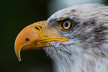 zavřít, fotografie, orel, Orel bělohlavý, haliaeetus leucocephalus, adler, raptor, dravý pták, pták, Pírko, peří