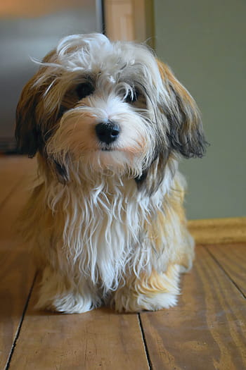 adulto, bianca, abbronzatura, shih tzu, foto di messa a fuoco, havanese, cane, cucciolo, piccolo cane, bene, animale domestico