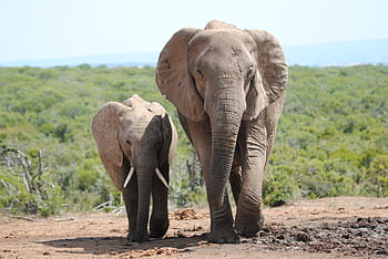 slon, rodina, divoký, Afrika, Příroda, safari, sloni, volně žijících živočichů, addo, slon park, národní park