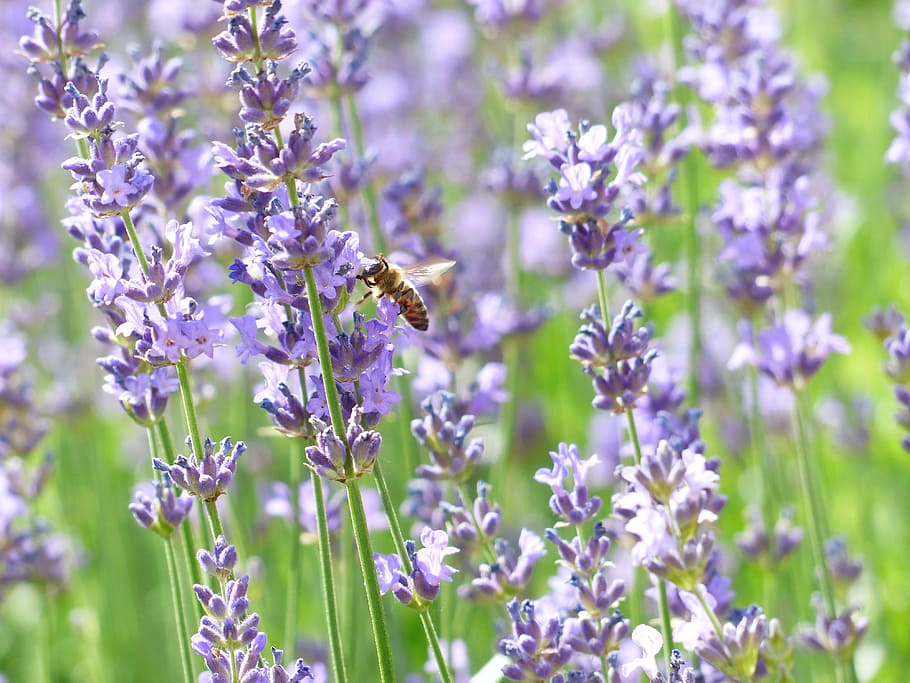 Lavender, Flowers, Bee, lavender flowers, pollination, insect, purple, violet, inflorescence, true lavender, narrow leaf lavender