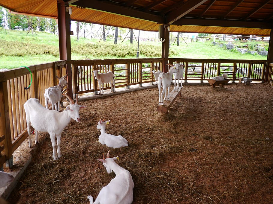 goat, animal, baby goats, white goat, anseong palm plantation, republic of korea, gyeonggi do, healing