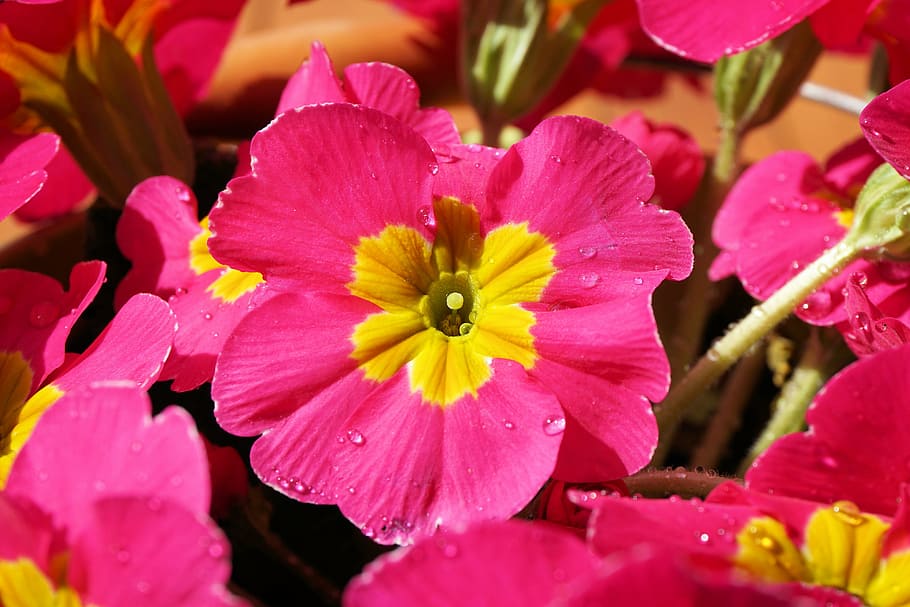 petrklíč, květ, rostlina, Příroda, zavřít, makro, nachový, jaro, jarní květina, primula vulgaris, flóra