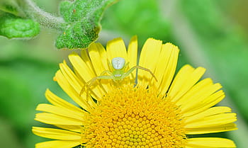 naturaleza, araña, enfoque, web, insectos, animal, tarántula, arácnido, insecto, araña de tela, bichito