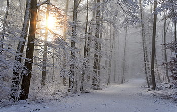 snow, winter, forest, nature, cold, snow landscape, winter magic, wintry, mystical, fog, foggy
