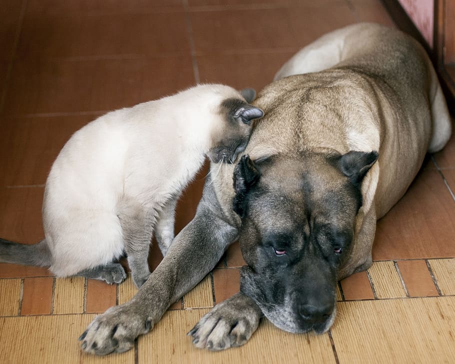 siamese cat, gray, black, short-coated dog, thai cat, cat, dogo canario, canary dog, dog, sorrow, friendship