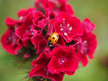 무당 벌레, 코시 넬리 대, 갑충, 탤 트론, siebenpunkt 무당 벌레, 시벤 펀크, coccinella septempunctata, 카네이션, 꽃, 빨간, 돔 모양의