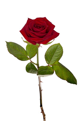 red rose, rose, red, flower, macro, bloom, rose - Flower, nature, isolated, love, plant