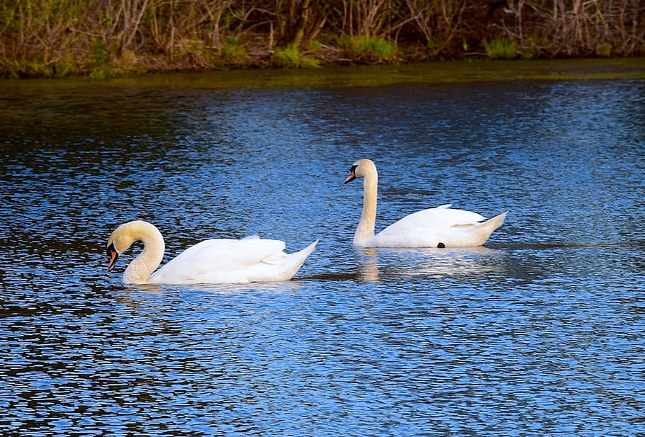 swan, water, lake, nature, bird, white, animal, blue, wild, wildlife, outdoor