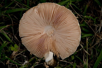 fungo, fungo velenoso, struttura, foresta, Queensland, Australia