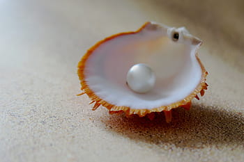bílý, perla, mořské mušle, shell, plážové perly, pláž, písek, mušle, moře, zavřít, perleť