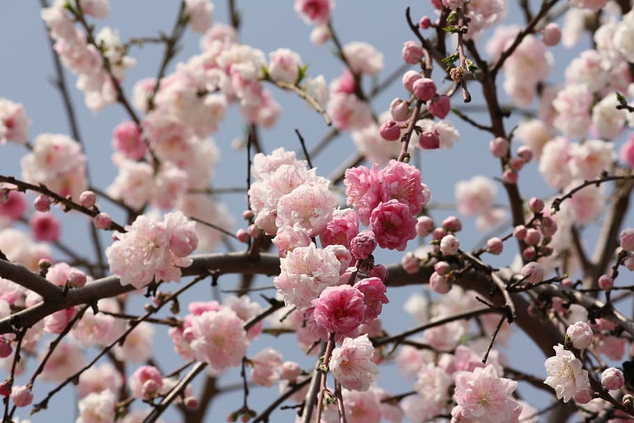 cereza, primavera, japón, linda, flor, flor de cerezo, fragilidad, color rosa, árbol, cerezo, belleza en la naturaleza
