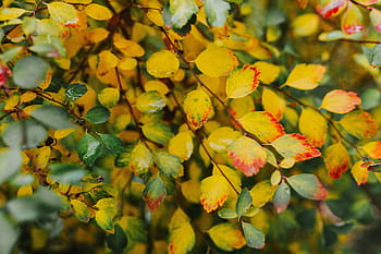 daun kuning, Kuning, daun, latar belakang, hijau, coklat, semak, ranting, musim gugur, alam, hutan