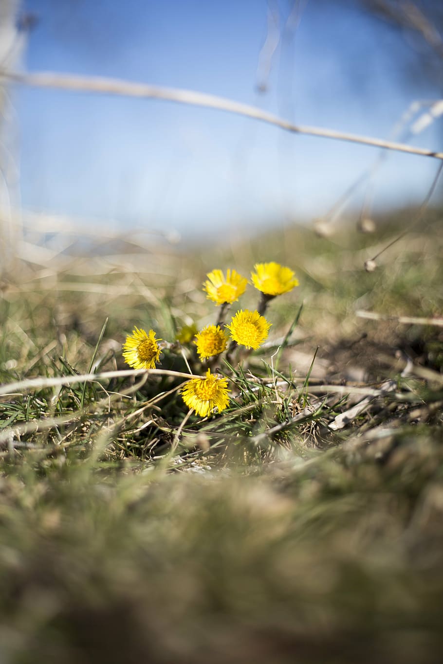květiny, tussilago, jaro, Příroda, žluté květy