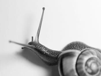 Snail, Slimy, Mucus, Reptiles, Animal, slowly, shell, nature, crawl, housing, close