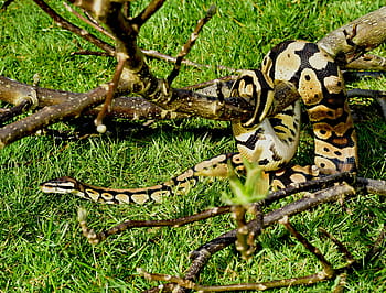 serpente, pitone, pitone palla, carina, boa, bellezza, rettile, scala, vicino, python regius, creatura