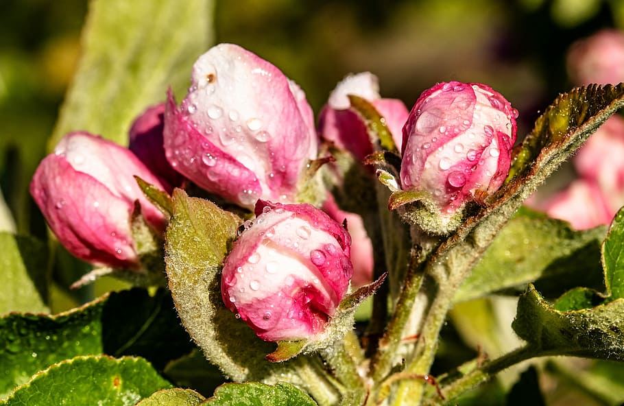 fiore di melo, fiorire, fioritura, chiuso, goccia di rugiada, bagnato, rosa, albero di mele, bocciolo di mela, primavera, natura