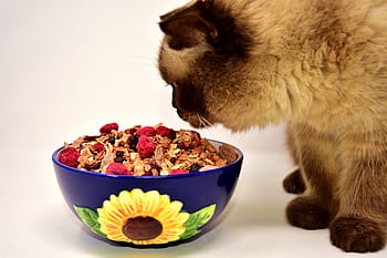 brown, cat, standing, food bowl, british shorthair, pet, mieze, british, short hair, domestic cat, british shorthair cat