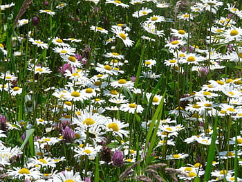 louky margerite, louky, leucanthemum vulgare, květ, bílý, lucerna luční, placené feverfew, sedmikrásky, kompozitů, asteraceae, kopretina